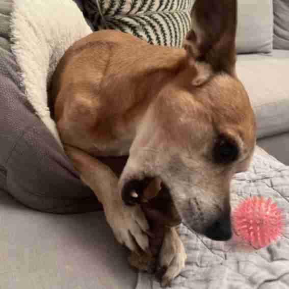 Benebone Reviews