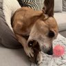 Benebone