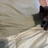 Bedsure