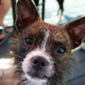 Wisdom Panel