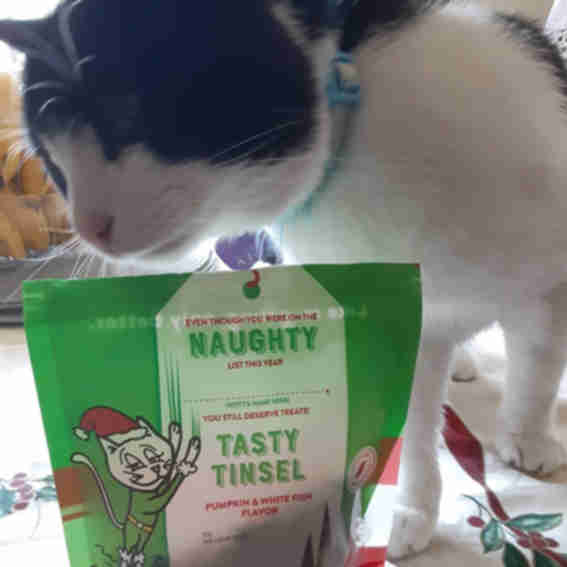 Shameless Pets Reviews