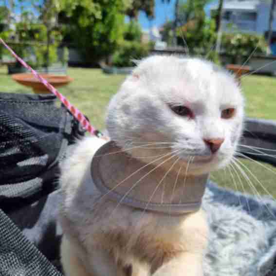 Catventure by Cat Harness Australia Reviews