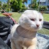 Catventure by Cat Harness Australia